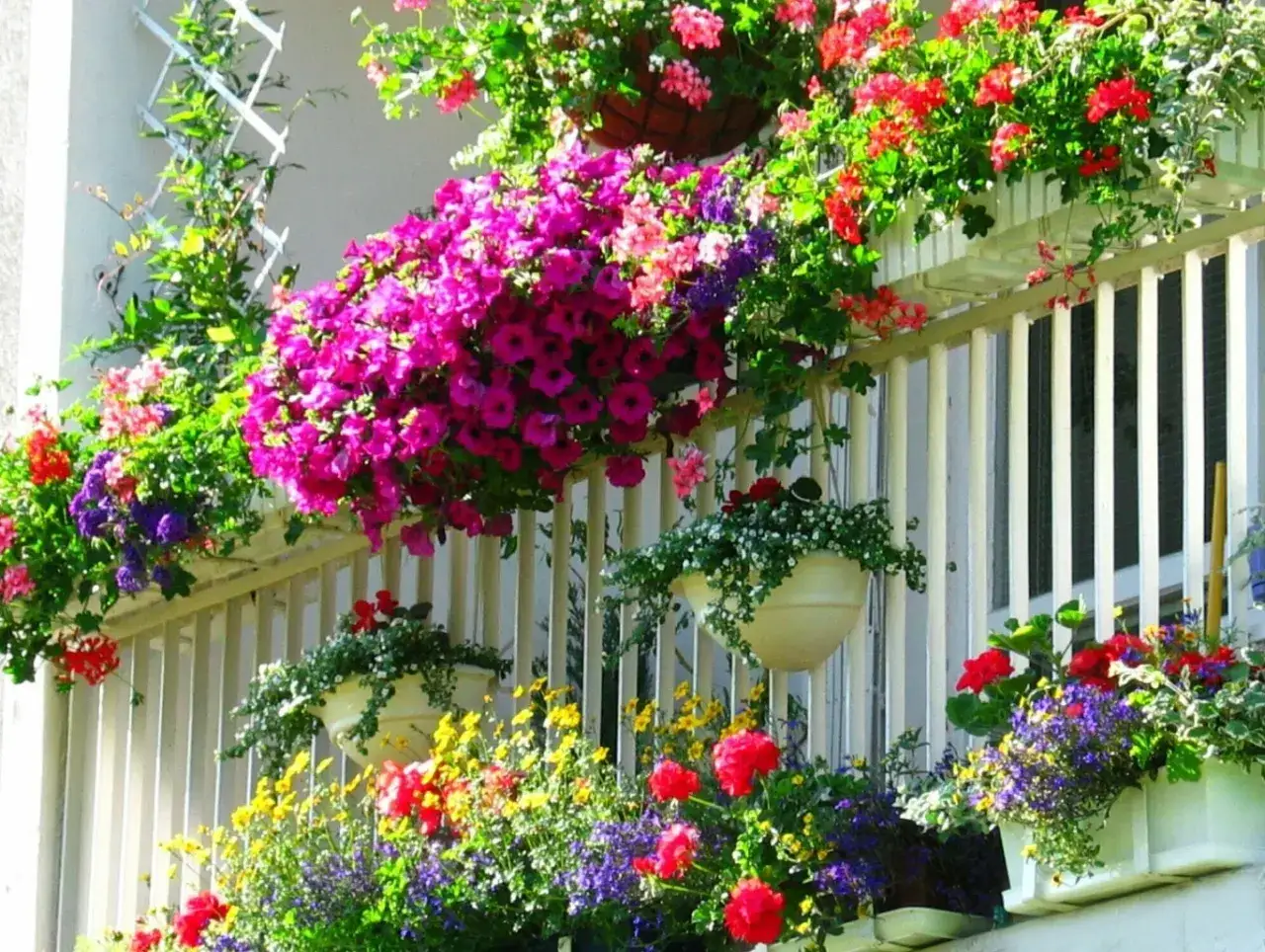 Balkon pełen kolorowych kwiatów: różowe petunie, czerwone pelargonie i fioletowe lobelie. Idealne miejsce, by odpocząć i pomyśleć, co na balkon.